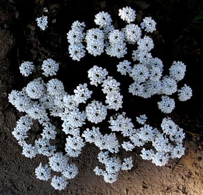 Iberis amara
